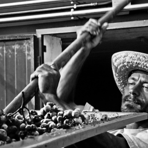 vendemmia-414_09