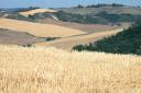santa-giulia_montalcino_2.jpg