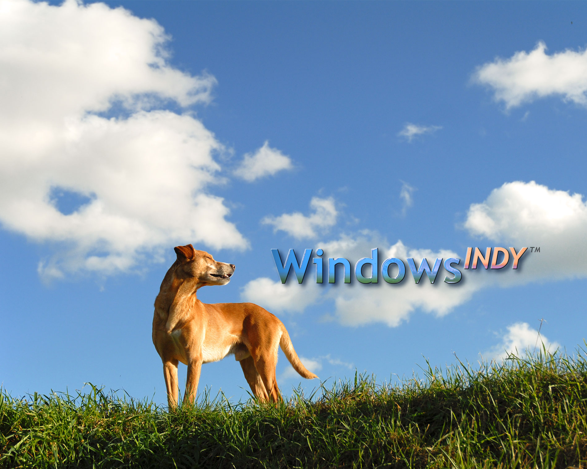 Windows Indy