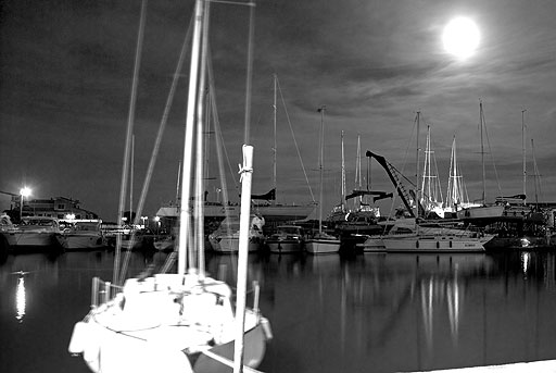 Scimmia in notturna b&w