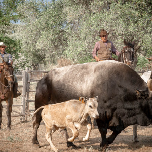 Butteri a Corte degli Ulivi