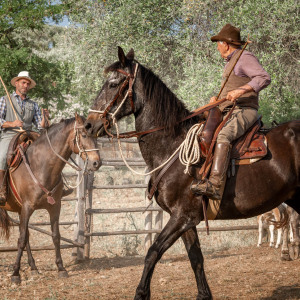 Butteri a Corte degli Ulivi