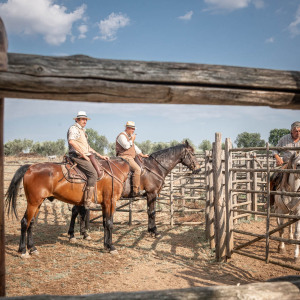 Butteri a Corte degli Ulivi