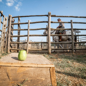 Butteri a Corte degli Ulivi