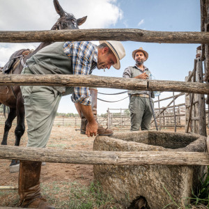 Butteri a Corte degli Ulivi