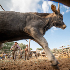 Butteri a Corte degli Ulivi