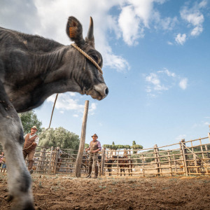 Butteri a Corte degli Ulivi