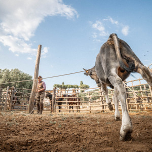 Butteri a Corte degli Ulivi