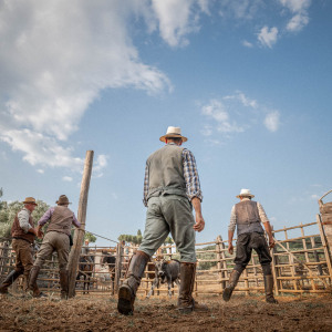 Butteri a Corte degli Ulivi