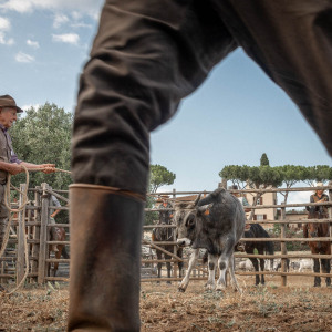 Butteri a Corte degli Ulivi