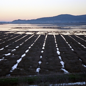 Diaccia botrona dalla sommitÃ  dell'Isola Clodia