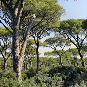 Pineta tra Marina di Grosseto e Castiglione