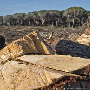 pineta-marina-grosseto-incendio02