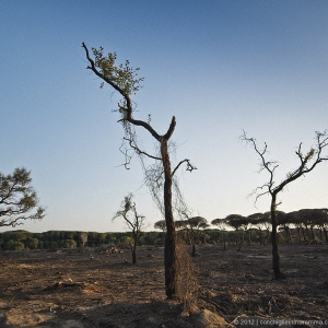 pineta-marina-grosseto-incendio09