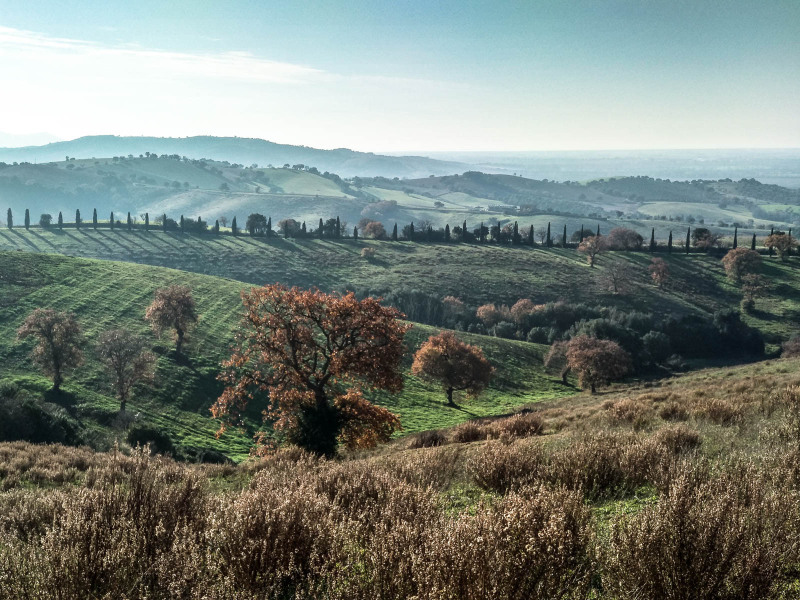Colline