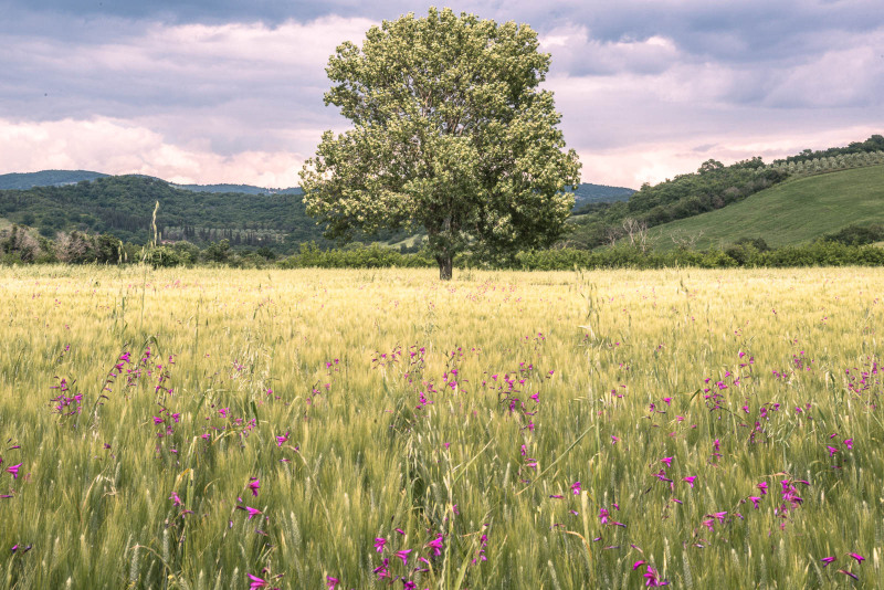 Campo in zona Saturnia