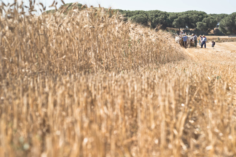 Mietitura e trebbiatura a Spadino Grancia