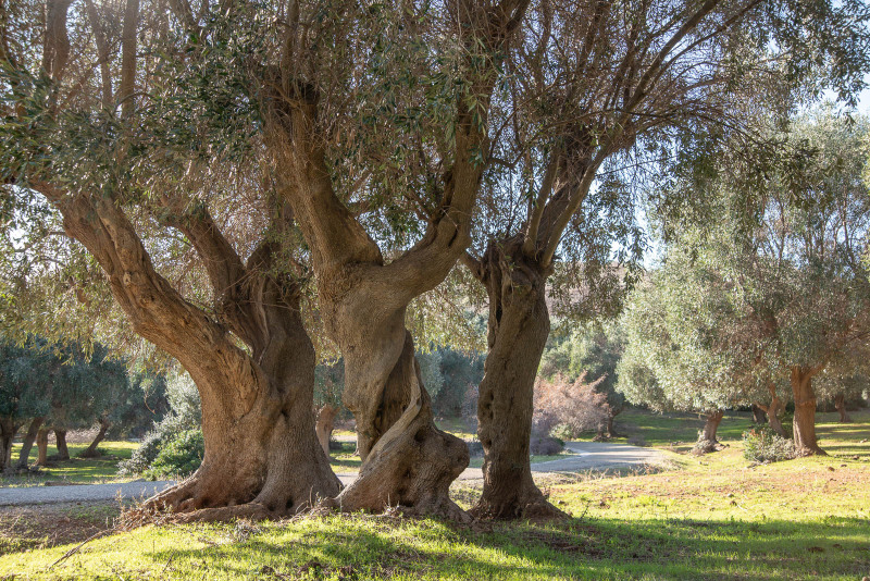 Parco della maremma, itinerario per San Rabano
