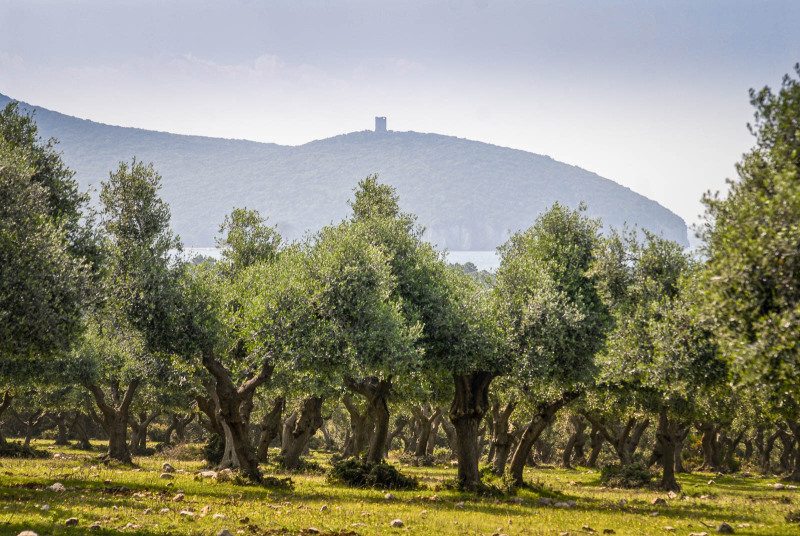 Parco della Maremma