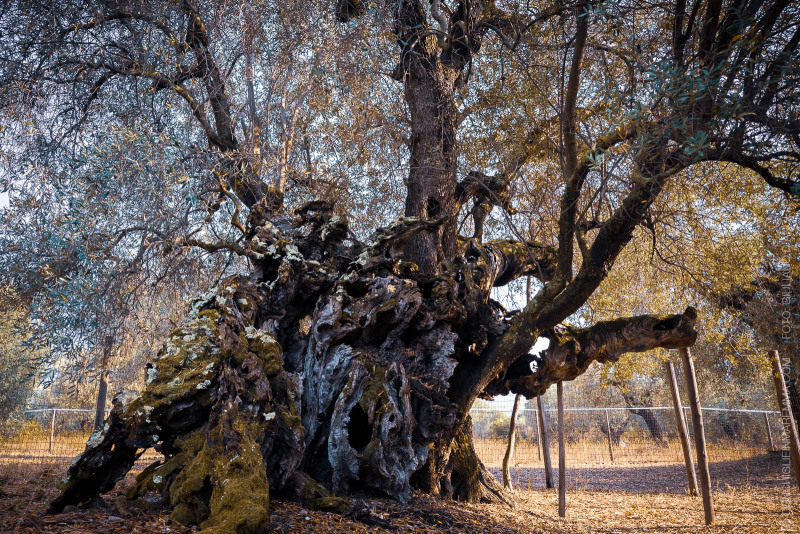 Olivo della strega