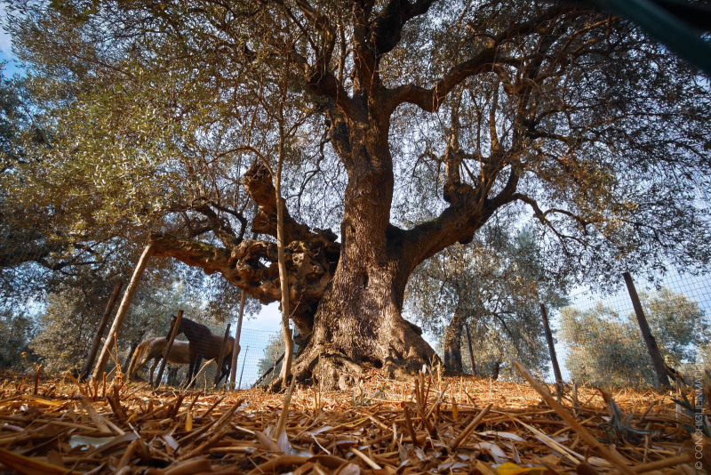 Olivo della strega