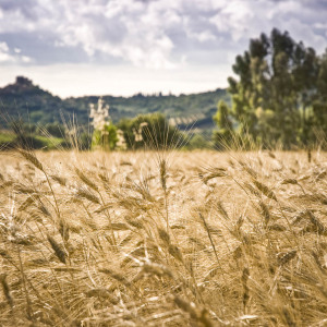 Spighe sotto Monte Massi