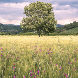 Campo in zona Saturnia