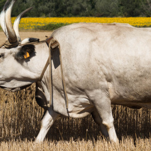 Mietitura e trebbiatura a Spadino Grancia