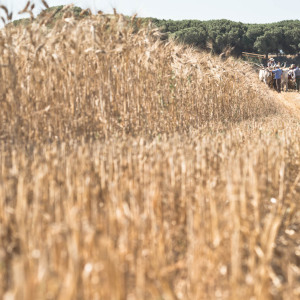 Mietitura e trebbiatura a Spadino Grancia