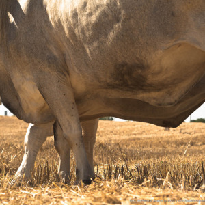 Mietitura e trebbiatura a Spadino Grancia