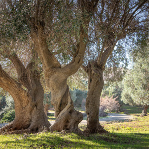 Parco della maremma, itinerario per San Rabano