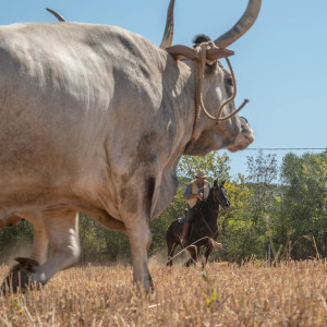 Mietitura e trebbiatura a Spadino Grancia