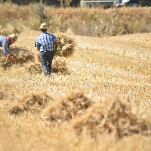 Mietitura e trebbiatura a Spadino Grancia