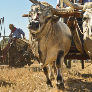 Mietitura e trebbiatura a Spadino Grancia