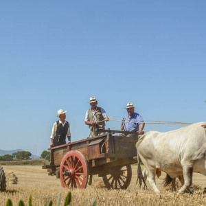 Mietitura e trebbiatura a Spadino Grancia