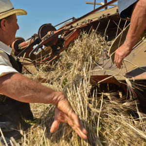 Mietitura e trebbiatura a Spadino Grancia