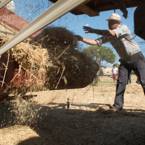 Mietitura e trebbiatura a Spadino Grancia