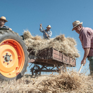 Mietitura e Trebbiatura