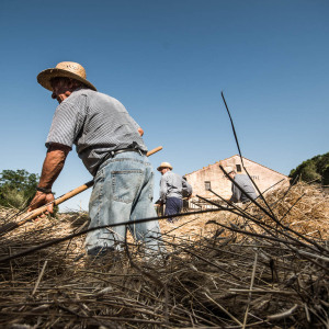 Mietitura e Trebbiatura