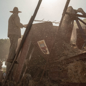 Mietitura e trebbiatura a Spadino Grancia