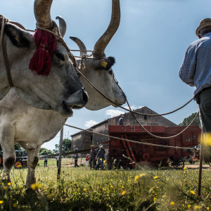 Mietitura e Trebbiatura