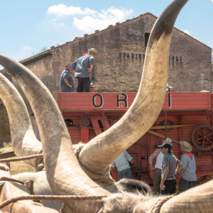 Mietitura e Trebbiatura