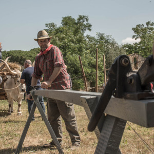 Mietitura e Trebbiatura