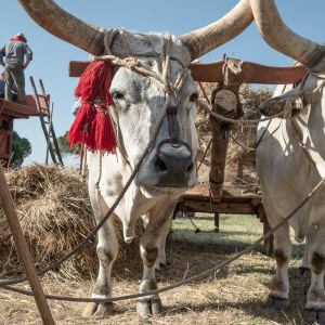 Mietitura e Trebbiatura