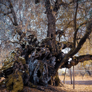 Olivo della strega