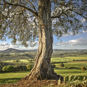 Olivo davanti a Poggio cavallo