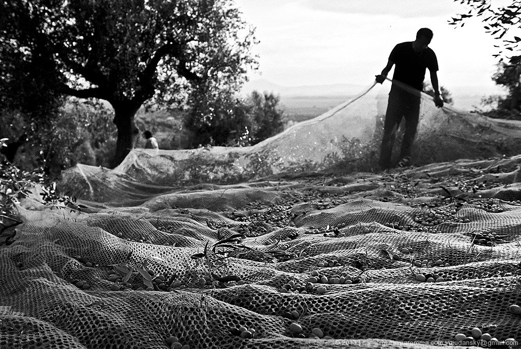 spadino, raccolta olive - novembre 2005