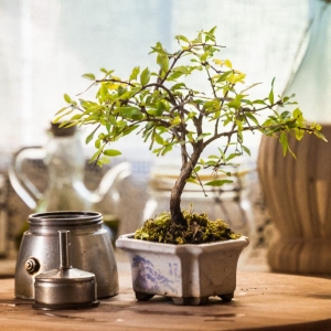 CaffÃ¨ e bonsai