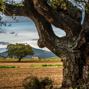 Paesaggio di sughero