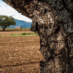 Paesaggio di sughero